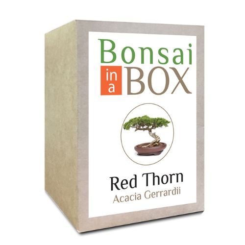 Bonsai in a Box